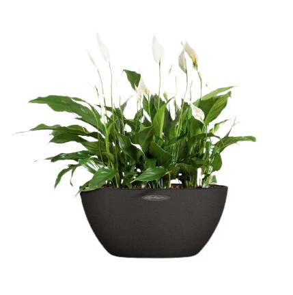 Transform Your Space with a Peace Lily!