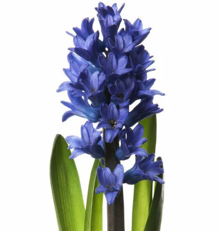 Experience the Luxurious Scent of A Basket of Hyacinth