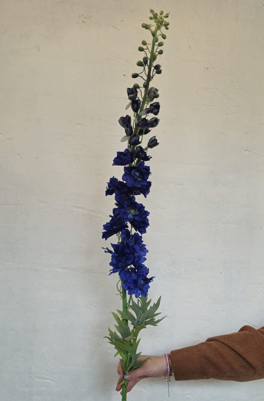 Delphinium  130 cm