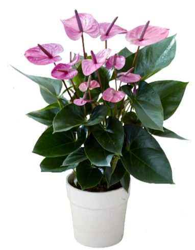 Luxury Anthurium Ceramic Pot