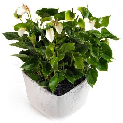 Luxury Anthurium Ceramic Pot