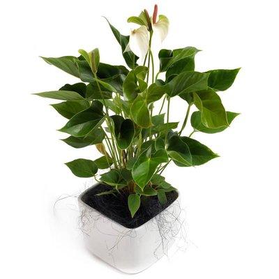 Luxury Anthurium Ceramic Pot