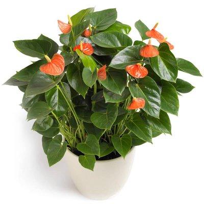 Luxury Anthurium Ceramic Pot