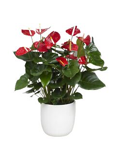 Luxury Anthurium Ceramic Pot