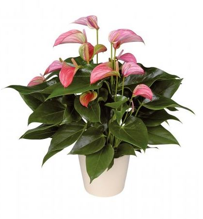 Luxury Anthurium Ceramic Pot