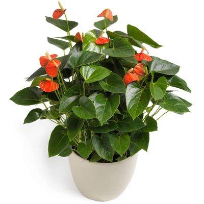 Luxury Anthurium Ceramic Pot