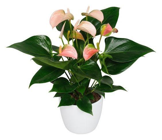 Luxury Anthurium Ceramic Pot