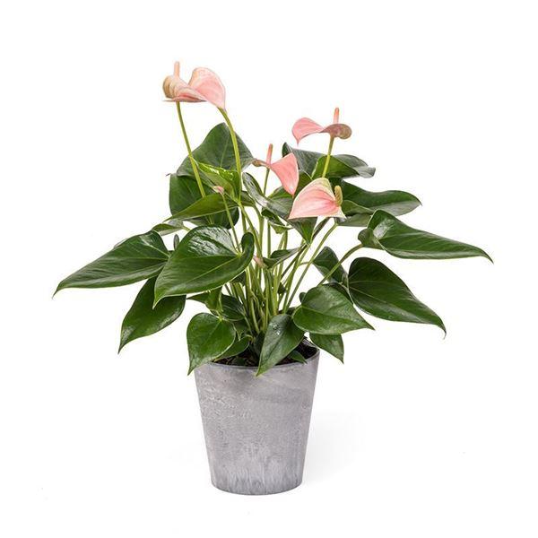 Luxury Anthurium Ceramic Pot