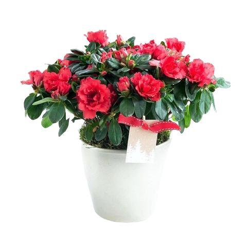 Azalea Plant Ceramic Pot