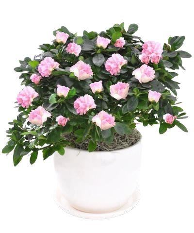 Azalea Plant Ceramic Pot