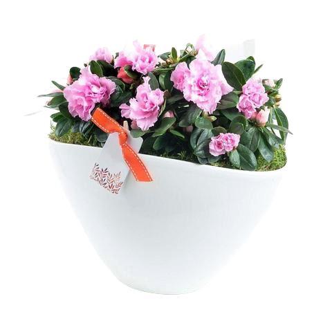 Azalea Duo Pot Flower Plant