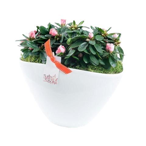 Azalea Duo Pot Flower Plant