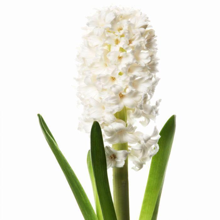 Basket of Hyacinth