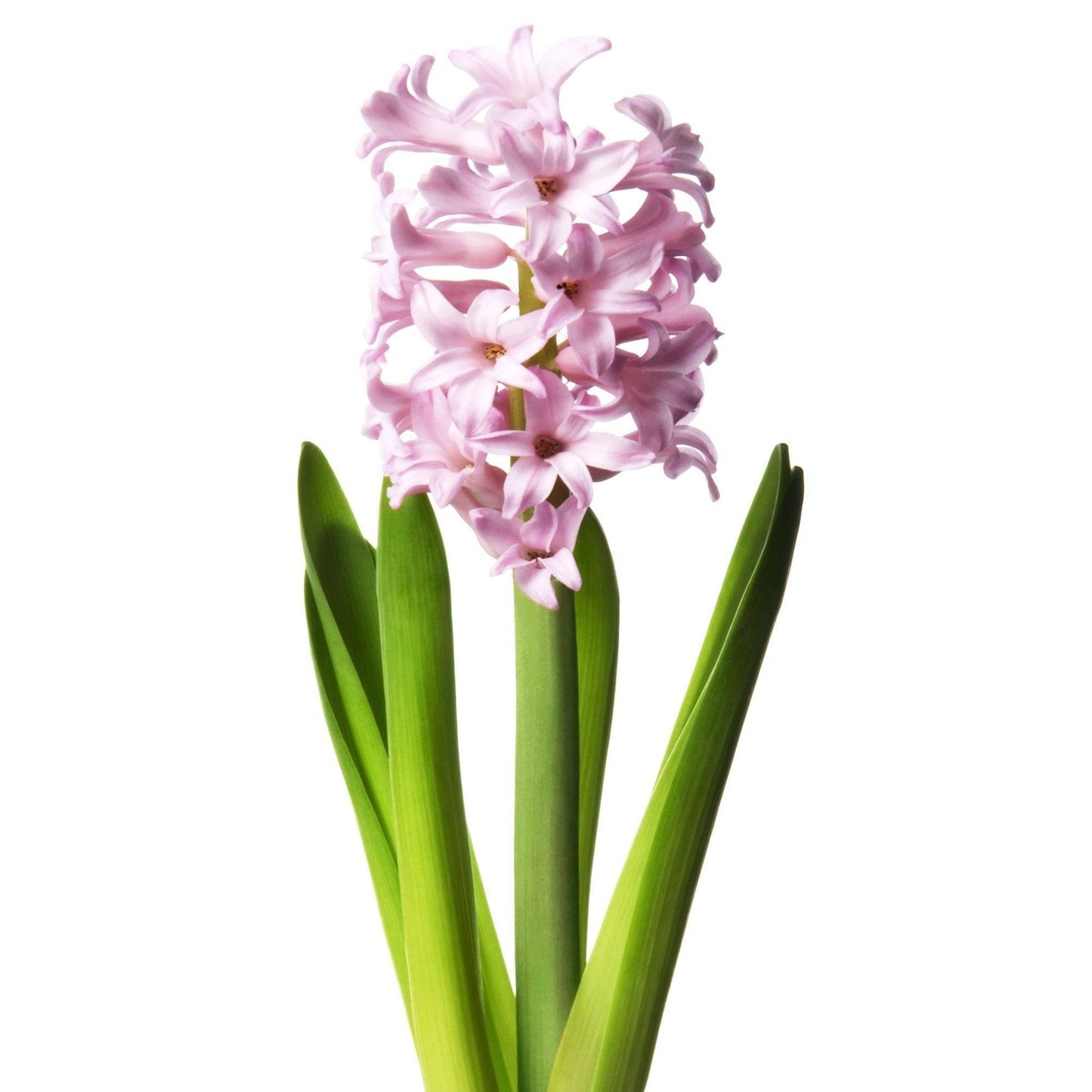 Basket of Hyacinth