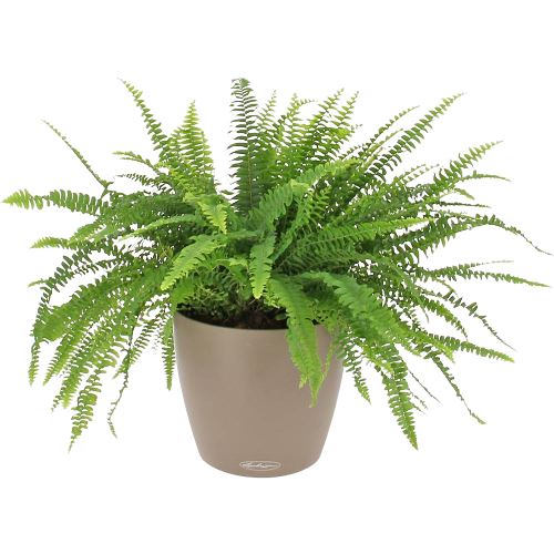 Boston Fern in Ceramic Pot