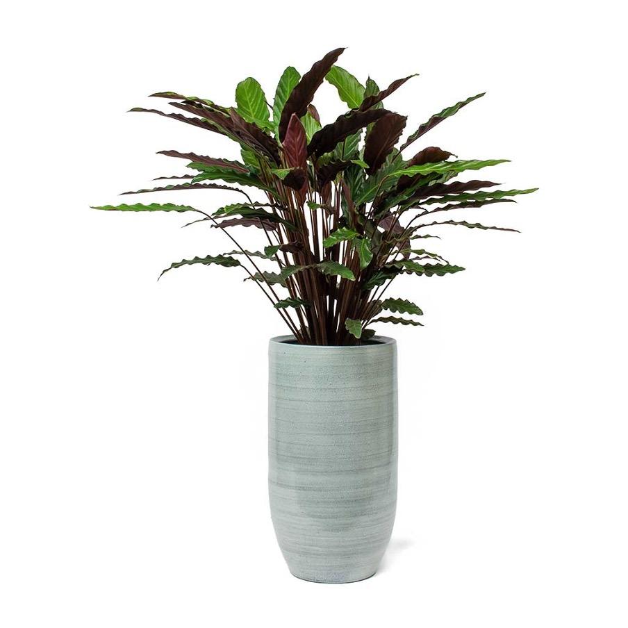 Calathea Lancifolia in Pot