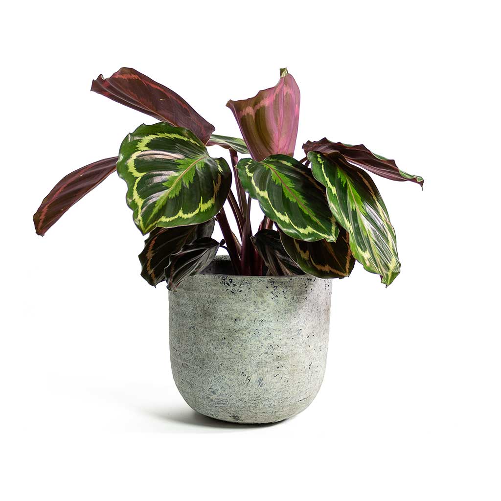 Calathea Roseopicta Medallion in Pot