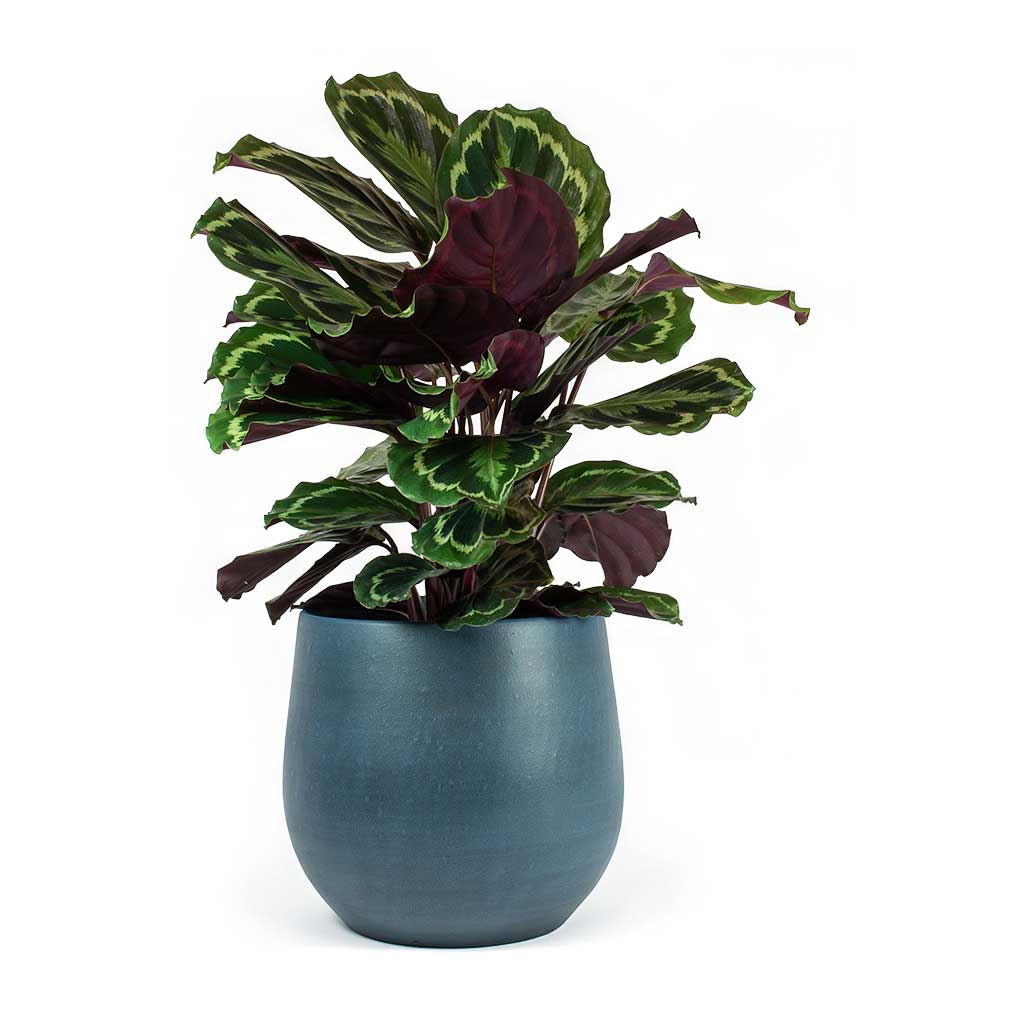 Calathea Roseopicta Medallion in Pot