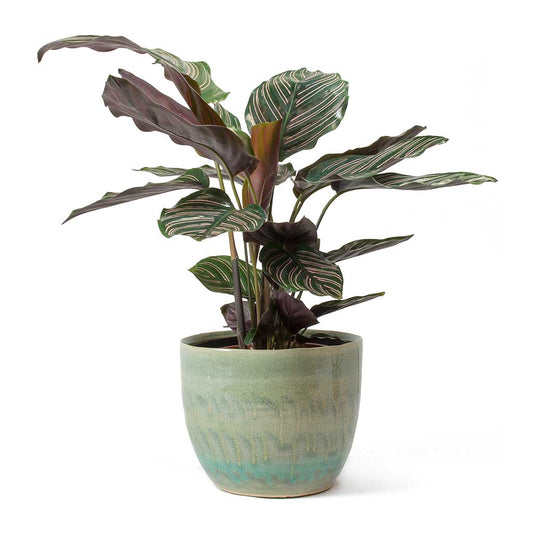 Calathea Sanderina in Pot