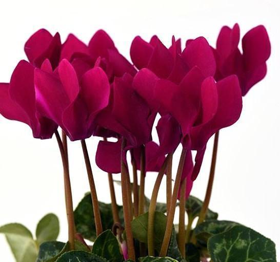 Cyclamen Trio Pot