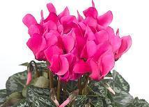 Cyclamen Trio Pot