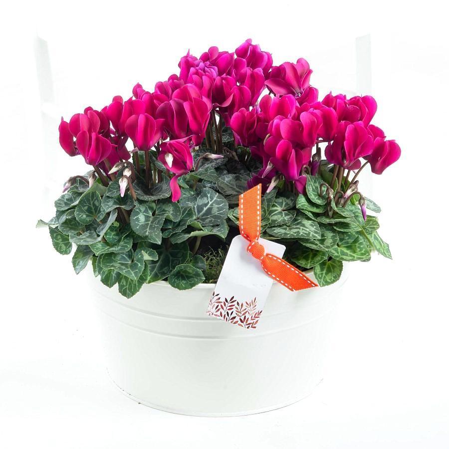 Cyclamen Trio Pot