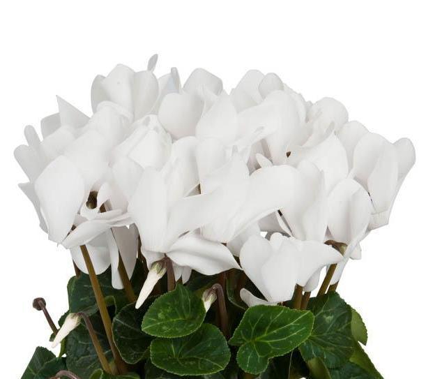 Cyclamen Trio Pot