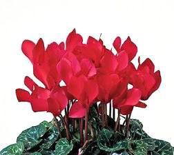 Cyclamen Trio Pot