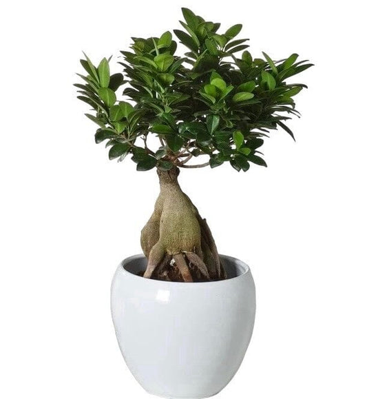 Ficus Microcarpa Bonsai Tree 45cm