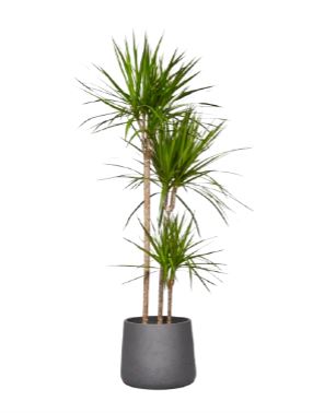 Luxury Dracaena Marginata