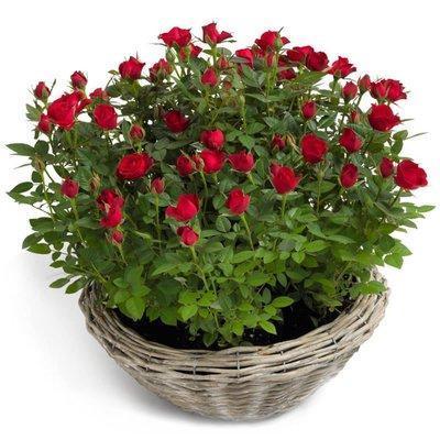 Mini Roses Plant Basket