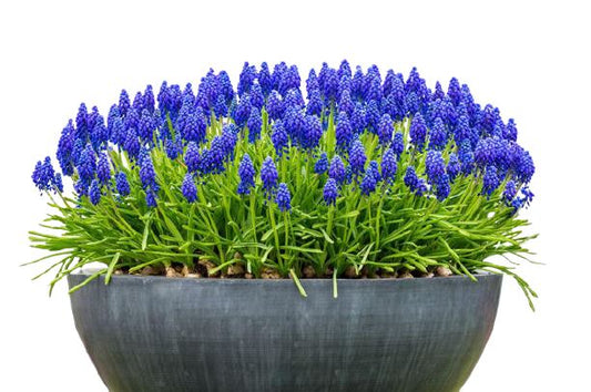 Muscari in a Pot