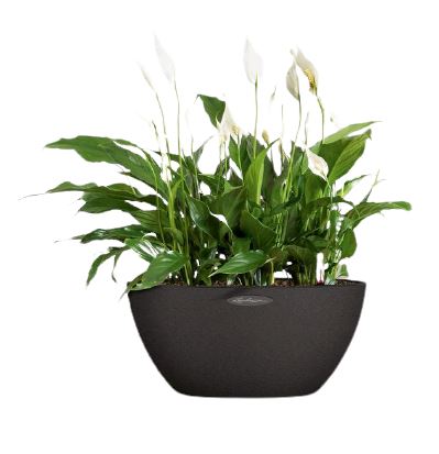 Peace Lily in Elliptic Ceramic Pot