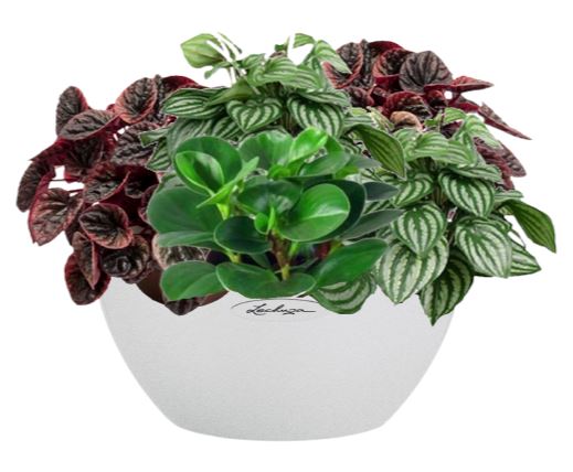 Peperomia Mix in Ceramic Pot