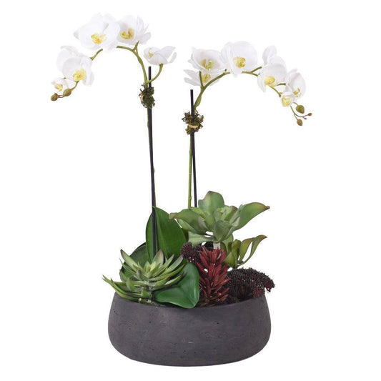 Phaleonopsis Orchids and Succulent in Round Pot