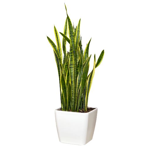 Snake Plant in Ceramic Pot