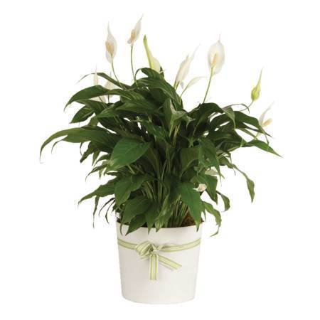 Luxury Spathiphyllum in Ceramic Round Pot