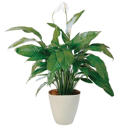 Luxury Spathiphyllum in Ceramic Round Pot