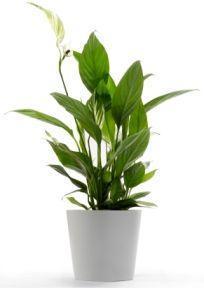 Luxury Spathiphyllum in Ceramic Round Pot